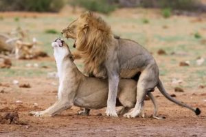 Как успокоить мужчину льва