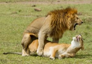Как возбудить мужчину льва