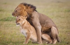 Как создать долгие отношения со львом