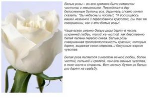 Что значат белые розы в подарок женщине