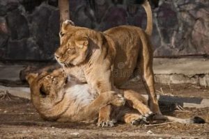 Как понравиться девушке льву
