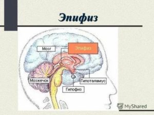 Как активировать эпифиз и гипофиз