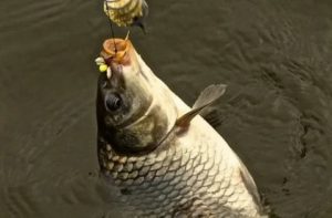 Как приманить рыбу