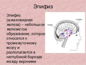 Как развить эпифиз