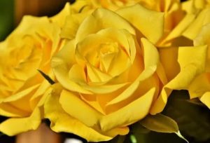 Желто красные розы значение
