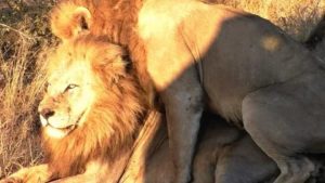 Как создать долгие отношения со львом
