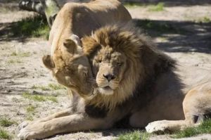 Что нужно знать о львах
