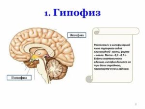 Как активировать эпифиз и гипофиз