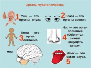 Шесть органов чувств человека