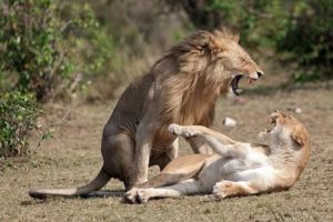 Как успокоить мужчину льва