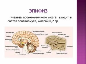 Как активировать эпифиз и гипофиз